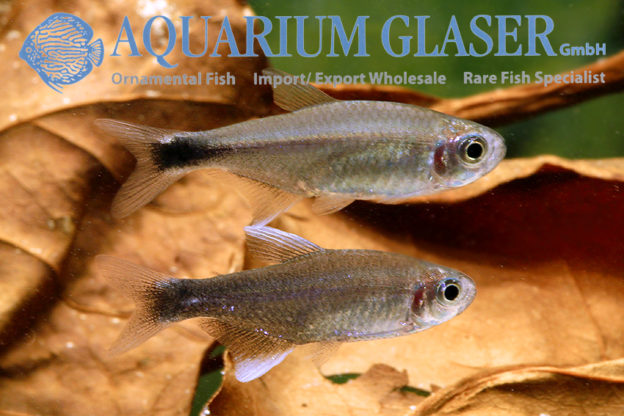 Hyphessobrycon negodagua - Aquarium Glaser GmbH