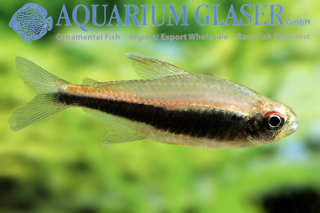 Hyphessobrycon peruvianus - Aquarium Glaser GmbH