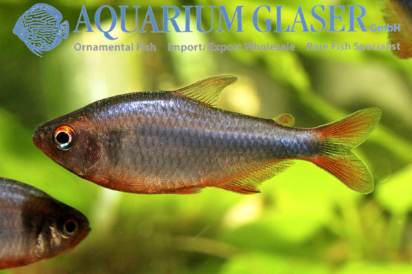 Blueberry Tetra Aquarium Glaser Gmbh