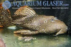 10. Catfishes - Page 3 of 8 - Aquarium Glaser GmbH