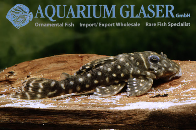 L129 var Hypancistrus debilittera - Aquarium Glaser GmbH