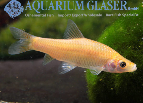 Pseudorasbora parva GOLD - Aquarium Glaser GmbH