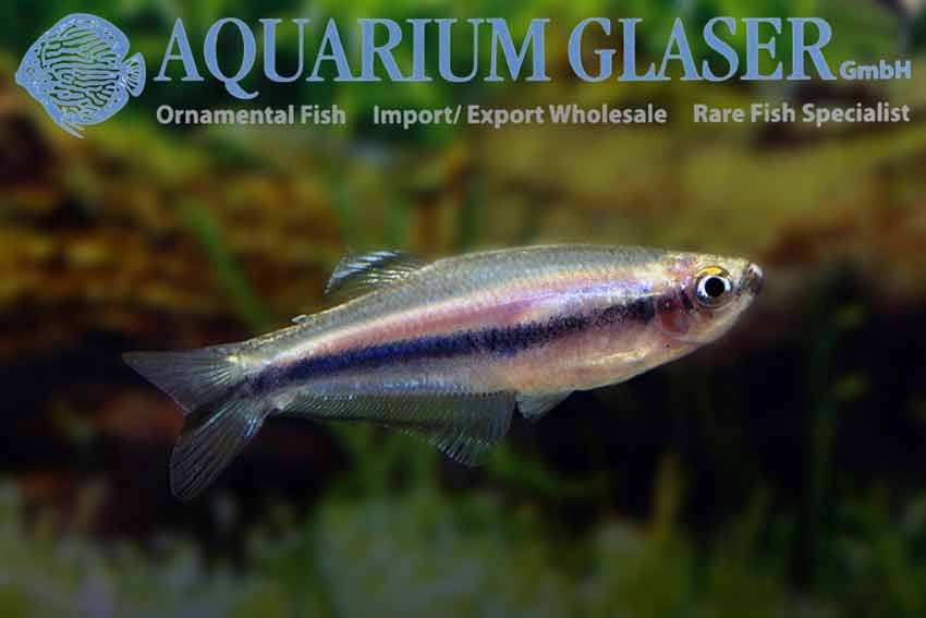 Mimagoniates barberi - Aquarium Glaser GmbH