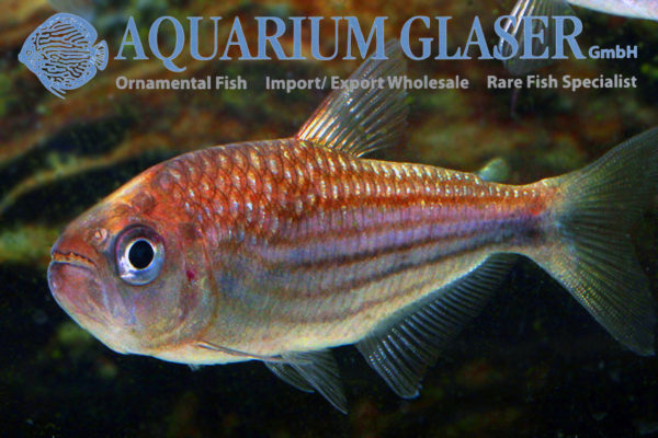 Moenkhausia agnesae - Aquarium Glaser GmbH