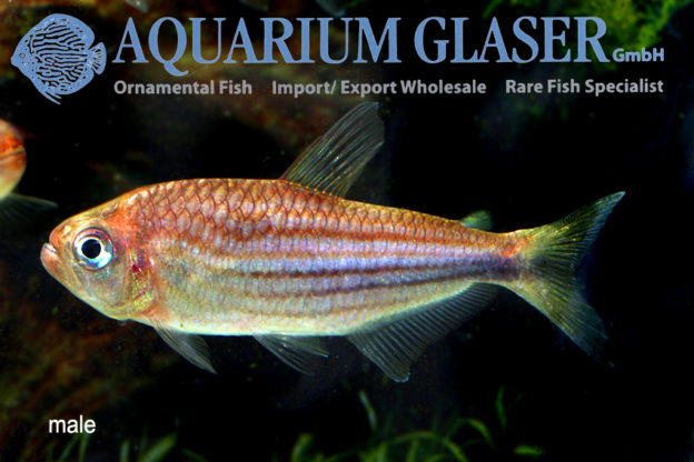 Moenkhausia agnesae - Aquarium Glaser GmbH