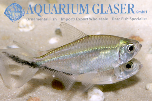 Moenkhausia costae - Aquarium Glaser GmbH