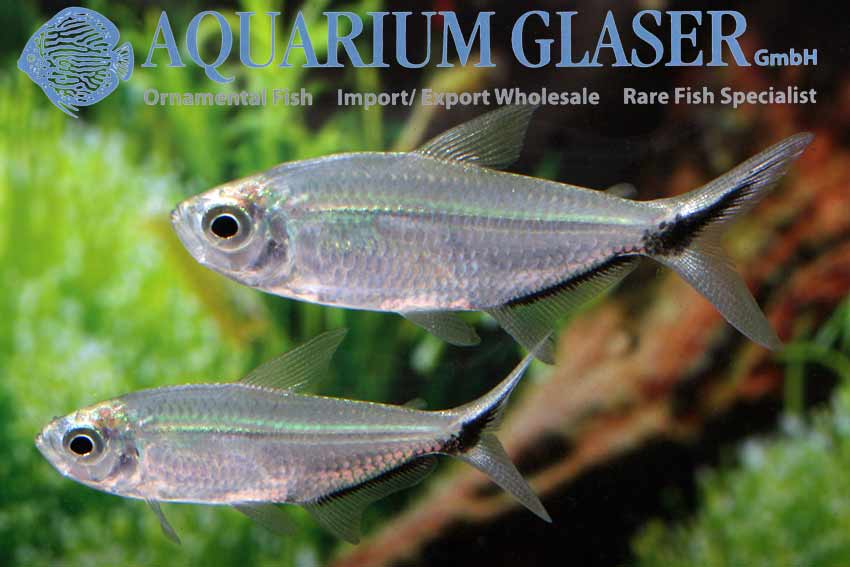 Moenkhausia costae - Aquarium Glaser GmbH