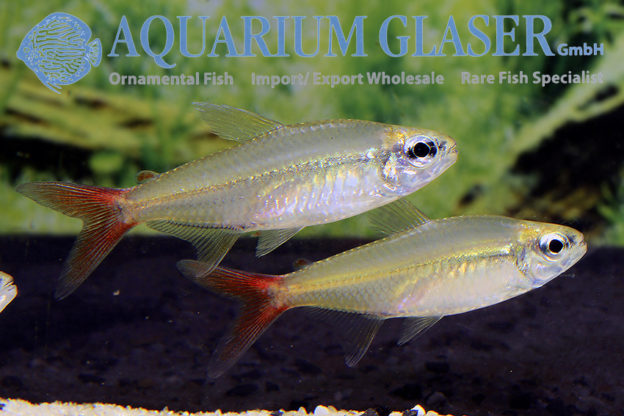 Moenkhausia copei - Aquarium Glaser GmbH