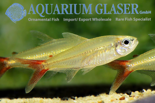 Moenkhausia copei - Aquarium Glaser GmbH