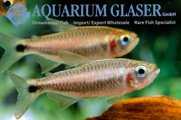 Moenkhausia Cosmops Aquarium Glaser Gmbh