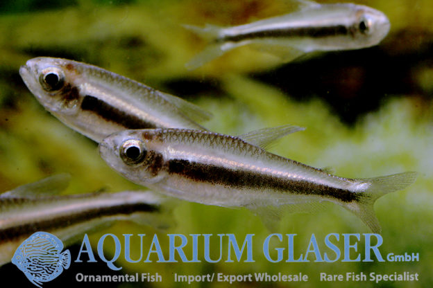 Moenkhausia Phaeonota Aquarium Glaser Gmbh