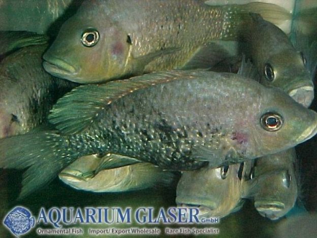 25. Perchlike Fishes - Page 8 Of 8 - Aquarium Glaser GmbH