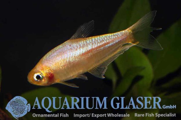 The latest golden nugget: Nematobrycon palmeri - Aquarium Glaser GmbH