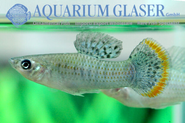 Poecilia Butleri Aquarium Glaser Gmbh