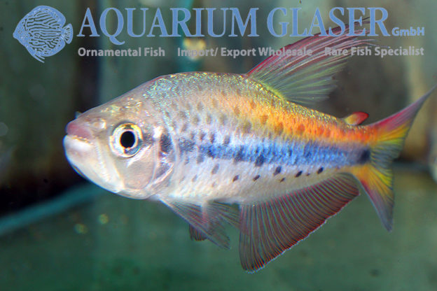 09. Characoids: tetra relationship - Page 2 of 41 - Aquarium Glaser GmbH