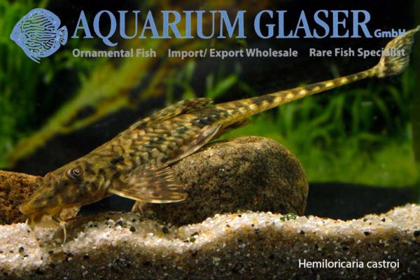 Hemiloricaria Bycatches - Aquarium Glaser Gmbh