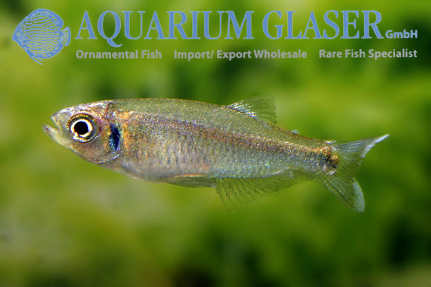 Tyttocharax cochui - Aquarium Glaser GmbH