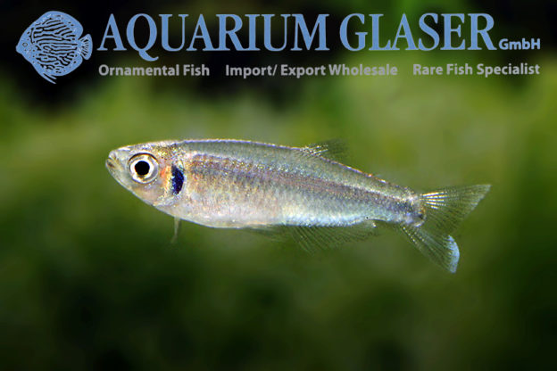 Tyttocharax cochui - Aquarium Glaser GmbH