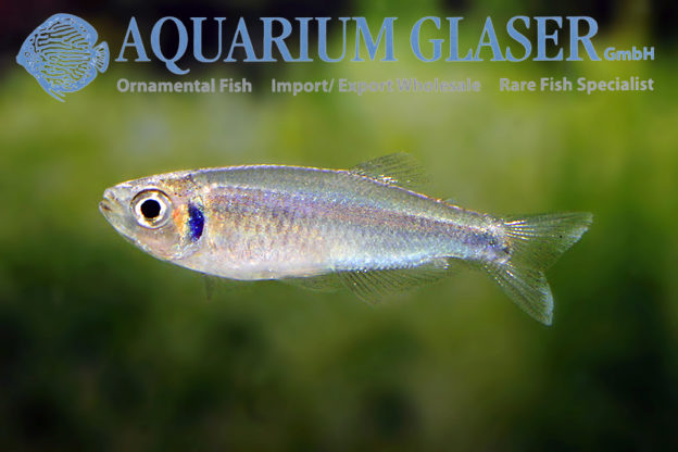 Tyttocharax cochui - Aquarium Glaser GmbH