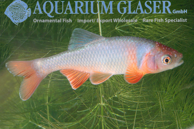 Cyprinella lutrensis (= Notropis lutrensis) - Aquarium Glaser GmbH