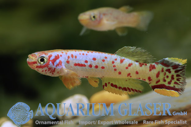 Fundulopanchax scheeli - Aquarium Glaser GmbH