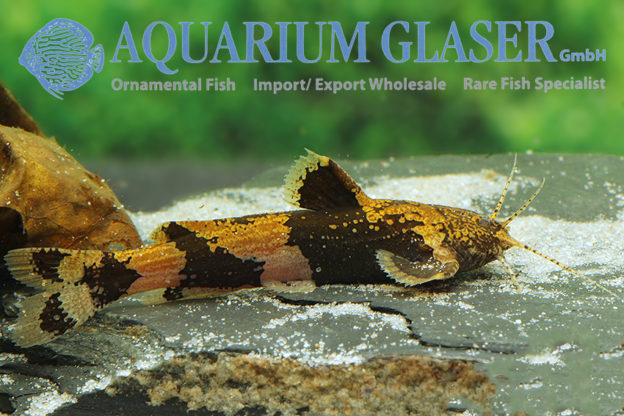 Akysis prashadi - Aquarium Glaser GmbH