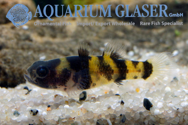 Brachygobius sabanus Thailand - Aquarium Glaser GmbH