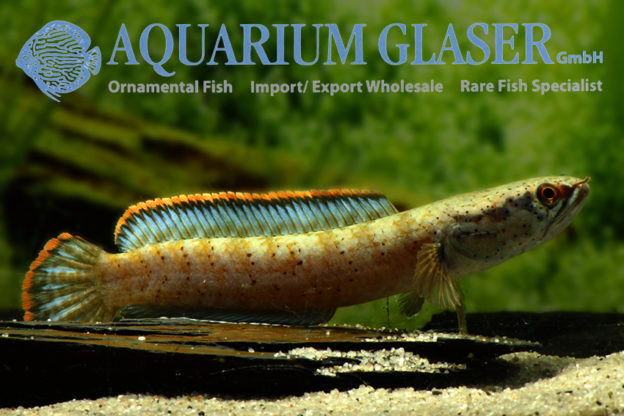 Channa sp. „Burmese Red Rim Rainbow“ - Aquarium Glaser GmbH