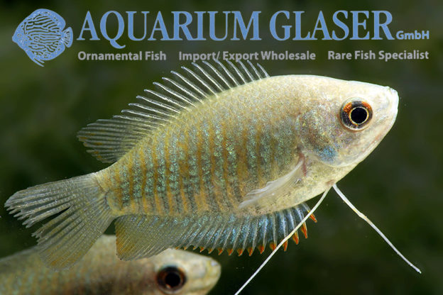 Colisa fasciata wild - Aquarium Glaser GmbH