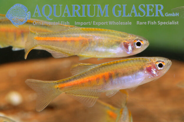 Danio Choprae ( = Danio Choprai) - Aquarium Glaser Gmbh