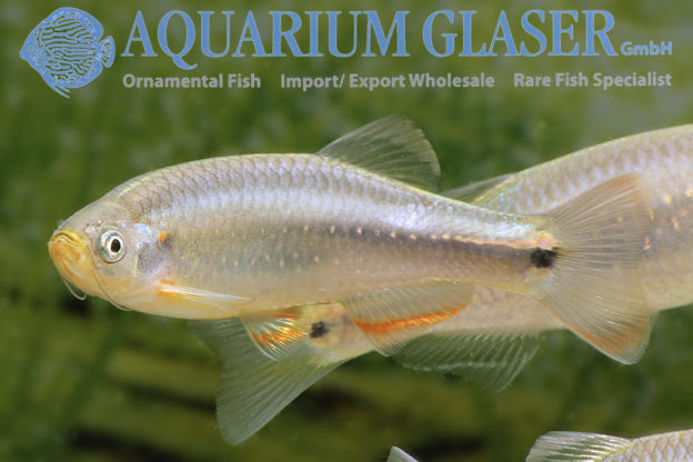 Danio feegradei - Aquarium Glaser GmbH