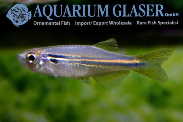 Danio Sp. Hikari Blue & Yellow - Aquarium Glaser Gmbh