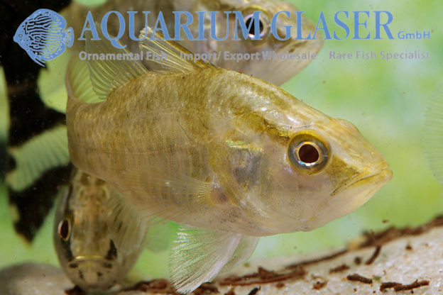 Glossamia aprion - Aquarium Glaser GmbH