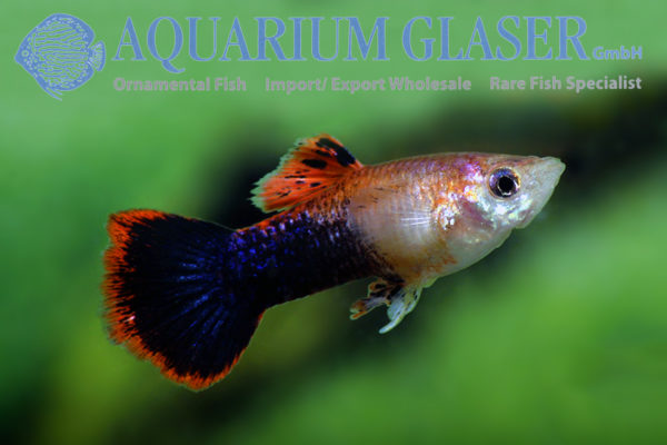 Guppy Magenta Tuxedo - Aquarium Glaser GmbH