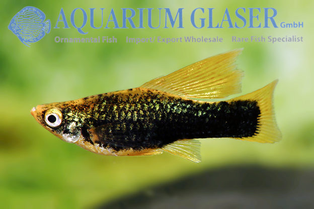 Black Swordtail Aquarium Glaser Gmbh