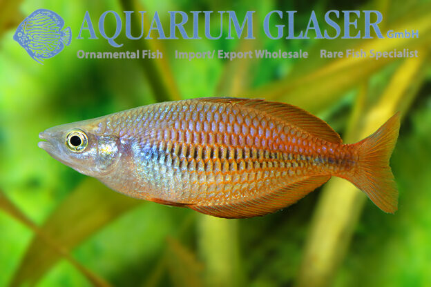 Melanotaenia fasinensis - Aquarium Glaser GmbH