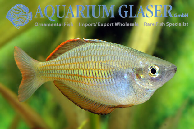 Melanotaenia fasinensis - Aquarium Glaser GmbH