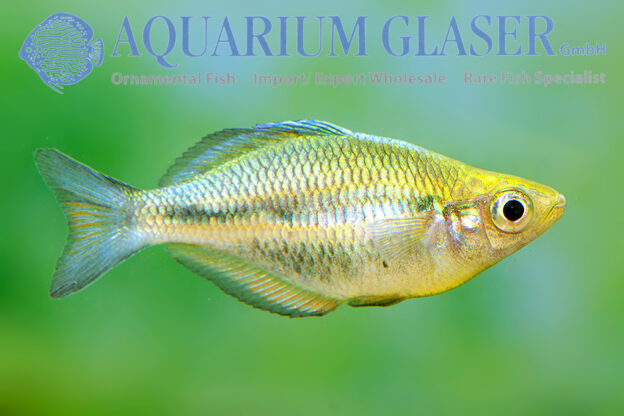 Melanotaenia lacustris - Aquarium Glaser GmbH