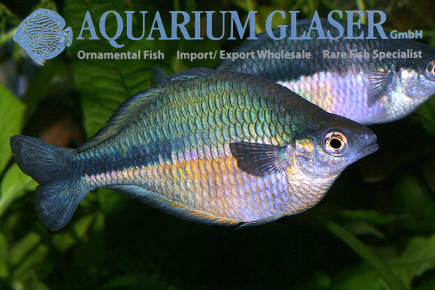 Melanotaenia lacustris - Aquarium Glaser GmbH