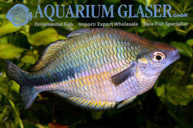 Melanotaenia lacustris - Aquarium Glaser GmbH