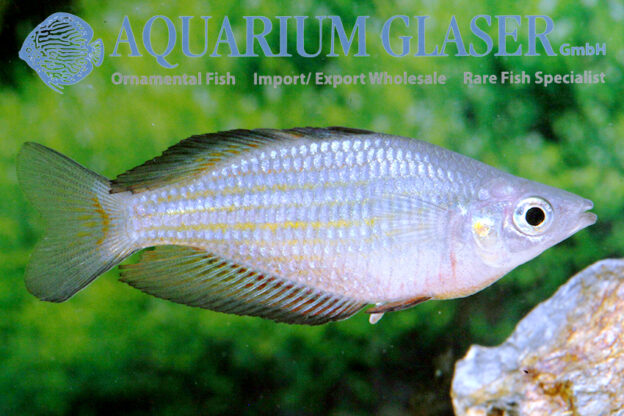 Melanotaenia parkinsoni - Aquarium Glaser GmbH