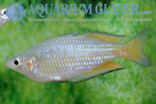 Melanotaenia parkinsoni - Aquarium Glaser GmbH