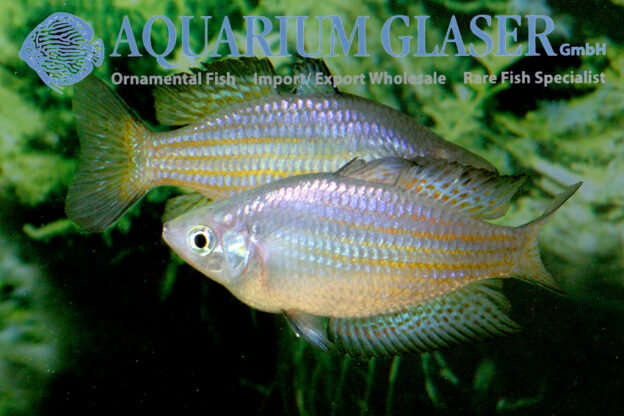 Melanotaenia Parkinsoni - Aquarium Glaser Gmbh