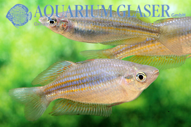 Melanotaenia splendida - Aquarium Glaser GmbH