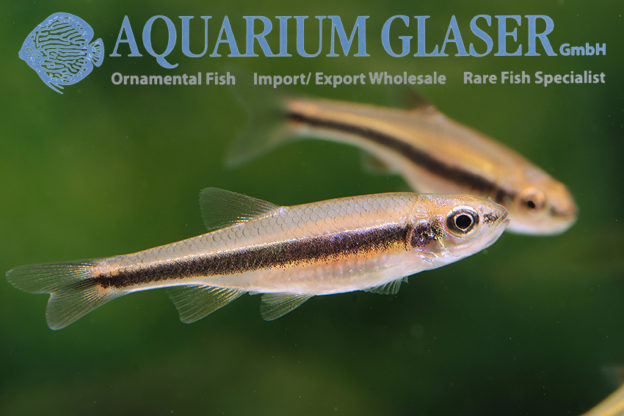 Notropis Lutipinnis - Aquarium Glaser Gmbh