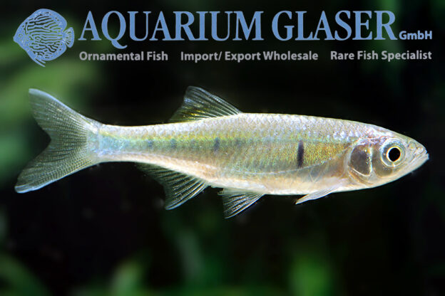 Opsarius koratensis - Aquarium Glaser GmbH