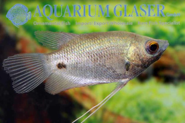 Osphronemus laticlavius - Aquarium Glaser GmbH