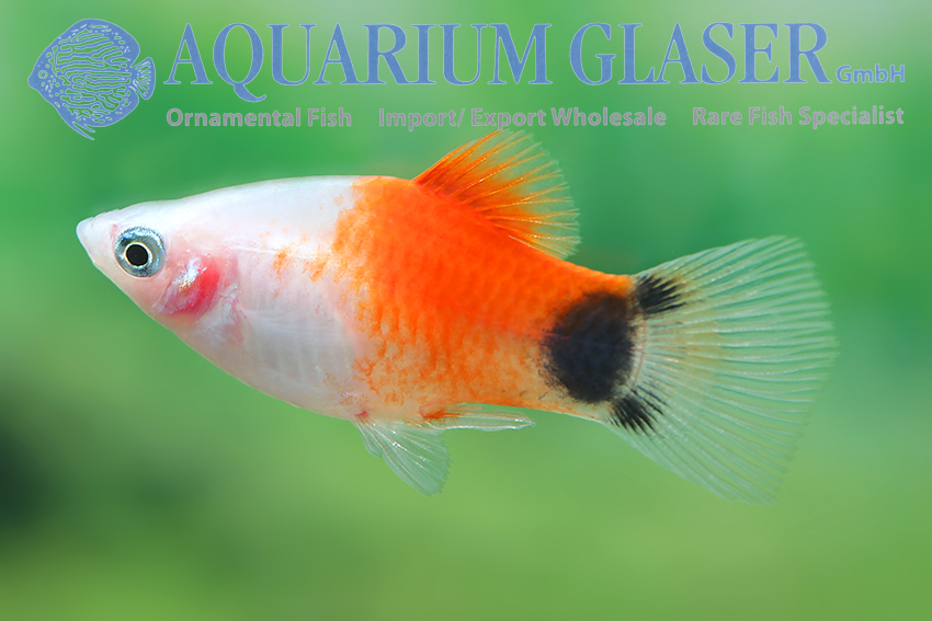mickey mouse platy female