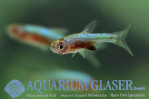 Sundadanio cf. axelrodi Blue ( = Rasbora sp. aff. axelrodi BLUE ...