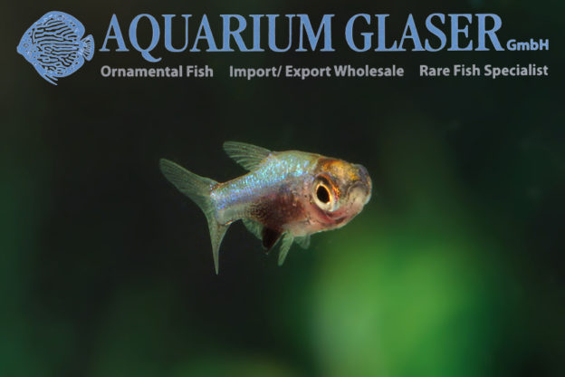 Sundadanio cf. axelrodi Blue ( = Rasbora sp. aff. axelrodi BLUE ...